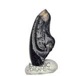 J140 - Top Rare Alvarezsaurid Theropod Dinosaur Claw - Lower Cretaceous Elrhaz Fm