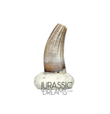 S70 - Exceedingly Rare Paronychodon caperatus (Troodontid Theropod) Dinosaur Tooth - Lance Fm