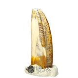 20020 -Exceedingly Rare Unidentified Basal Iguanodontian Dinosaur Tooth