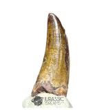 20257 - Nicely Preserved Suchomimus tenerensis Dinosaur Tooth IN CATAWIKI AUCTION NOW