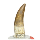 S43 - Finest Quality Large Suchomimus tenerensis Spinosaurid Dinosaur Tooth