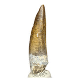 S62 - Finest Quality Suchomimus tenerensis Spinosaurid Dinosaur Tooth