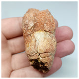 1116 - Coprolite with Digested Fish Scales from Icthyophagous Reptile-Dinosaur