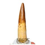 S231 - Large Rooted Spinosaurus aegyptiacus Dinosaur Tooth - Cretaceous KemKem Beds