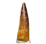 S191 - Nicely Preserved Spinosaurus aegyptiacus Dinosaur Tooth