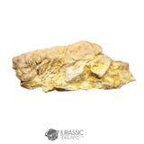 20237 - Exceedingly Rare Carcharodontosaurus saharicus Postorbital-Lacrimal Skull Bone