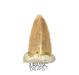 S319 - Top Rare Majungasaurus crenatissimus Abelisaurid Dinosaur PREMAXILLARY Tooth
