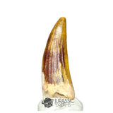 20183 - Gem Grade Suchomimus tenerensis Dinosaur Tooth - Cretaceous Elrhaz Fm IN CATAWIKI AUCTION NOW