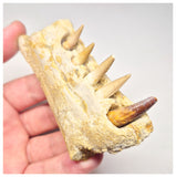 1517 - Museum Grade Juvenile Spinosaurus Dinosaur Right Hemi dentary jaw- Cretaceous KemKem Beds