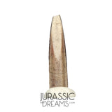 S63 - Top Rare Nigersaurus taqueti Sauropod Dinosaur Tooth