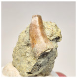 1537 -Top Rare Unidentified Megalosaurid Dinosaur Tooth - Jurassic El Mers Fm