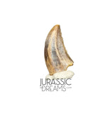 S73 - Top Rare Acheroraptor temertyorum (Dromaeosaurid Raptor Theropod) Dinosaur Tooth - Hell Creek Formation