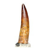 20115 - Gem Grade Spinosaurus aegyptiacus Dinosaur Tooth - Cretaceous KemKem Beds