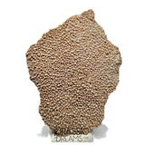 J122 - Exceedingly Rare Saltasaurus Titanosaur Egg Shell - Late Cretaceous Anacleto Fm