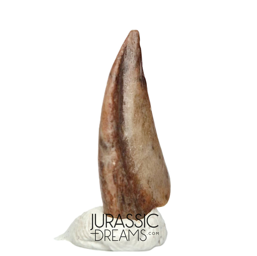 J177 - Top Rare Ornithocheirid Pterosaur Claw - Lower Cretaceous Elrhaz Fm