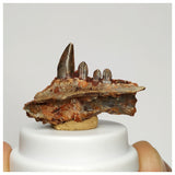 J104 - Museum Grade  Undescribed Pseudosuchia "Dog-faced Crocodile" Partial Maxillary