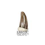 S103 - Top Rare Dromaeosaurid Raptor Theropod Dinosaur PREMAXILLARY Tooth - Judith River Fm