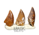 S56 - Set of 3 Majungasaurus crenatissimus Abelisaurid Dinosaur Teeth