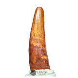 20211 - Nicely Preserved Large Spinosaurus aegyptiacus Dinosaur Tooth IN CATAWIKI AUCTION NOW