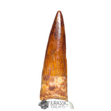 20213 - Gem Grade Spinosaurus aegyptiacus Dinosaur Tooth - Cretaceous KemKem Beds IN CATAWIKI AUCTION NOW