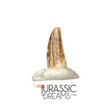 S219 - Top Rare Dromaeosaurid Raptor Theropod Dinosaur PREMAXILLARY Tooth - Judith River Fm