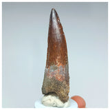 1053 - Gem Grade Spinosaurus aegyptiacus 3.14'' Dinosaur Tooth KemKem Beds