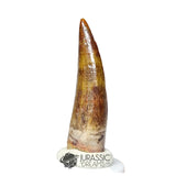 20307- Nicely Preserved Suchomimus tenerensis Dinosaur Tooth IN CATAWIKI AUCTION NOW