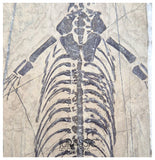 S67 - Nicely Preserved Keichousaurus hui Early Triassic Marine Reptile