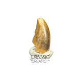 S72 - Exceedingly Rare Zapsalis abradens (Dromaeosaurid Raptor Theropod) Dinosaur Tooth - Judith River Fm