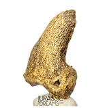S376 - Amazing Huge Ice Age Cave Bear (Ursus spelaeus) Claw - Upper Pleistocene