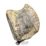 20235 - Huge Atlasaurus imelakei Sauropod Vertebra Bone - El Mers Fm