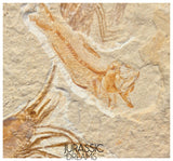 S245 - Top Association Fossil Shrimp Carpopenaeus sp + Sedenhorstia sp Fossil Fish - Cretaceous Lebanon