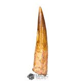20195 - Nicely Preserved Large Spinosaurus aegyptiacus Dinosaur Tooth IN CATAWIKI AUCTION NOW