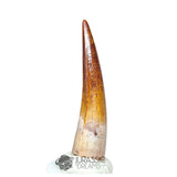 20228 - Gem Grade Spinosaurus aegyptiacus Dinosaur Tooth - Cretaceous KemKem Beds IN CATAWIKI AUCTION NOW