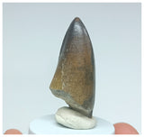 Gem Grade Sarcosuchus imperator Crocodile Tooth - Lower Cretaceous Elrhaz Fm