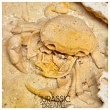 J284 - Finest Quality Fossil Crab (Potamon) Preserved in Travertine - Turkey Location