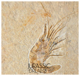 S267 - Nicely Preserved Fossil Shrimp "Carpopenaeus sp" - Cretaceous from Lebanon
