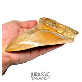 J496 - Gem Grade Huge Killer Megalodon Tooth from Rare Indonesia Location