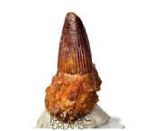 S347 - Outstanding Spinosaurus aegyptiacus Dinosaur Tooth in Natural Matrix - Visible Carina