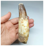 1190 -Amazing Large Fully Rooted Spinosaurus aegyptiacus Dinosaur Tooth