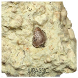 S134 - Exceedingly Rare Oldest Thyreophoran Dinosaur Tooth (Likely cf Spicomellus or Adratiklit) - El Mers Fm