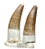S126 - Set of 2 Finest Quality Suchomimus tenerensis Spinosaurid Dinosaur Teeth