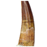 S210 -Gem Grade Suchomimus tenerensis Spinosaurid Dinosaur Tooth Partially Rooted VISIBLE CARINA