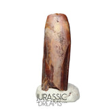 S169 - Top Rare Finest Quality Nigersaurus taqueti (Rebbachisaurid) Sauropod Dinosaur Tooth