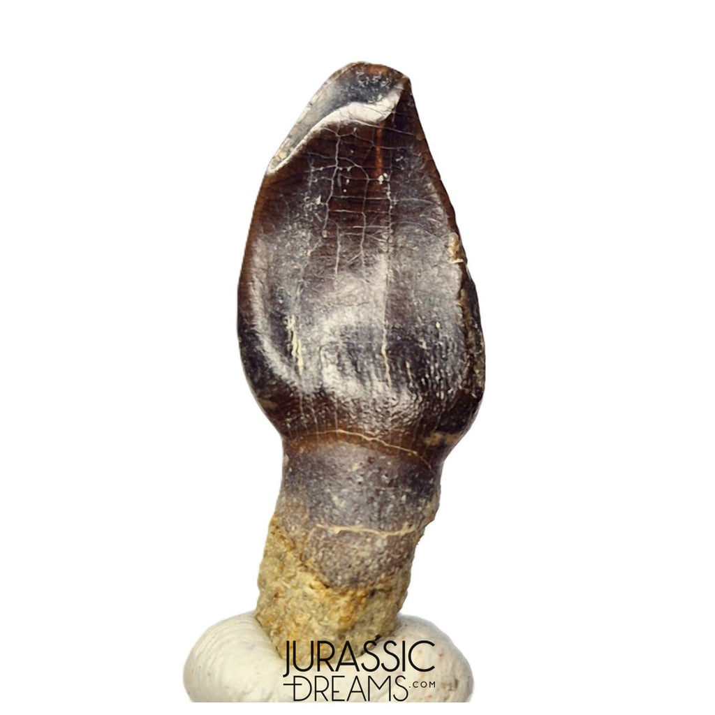 J523 - Top Rare Eusauropoda indet cf Bothriospondylus madagascariensis Sauropod Dinosaur Tooth - Middle Jurassic