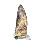 20140 - Huge Sarcosuchus imperator Crocodile Tooth - Lower Cretaceous Elrhaz Fm IN CATAWIKI AUCTION NOW