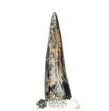 20239 - Nicely Preserved Large Suchomimus tenerensis Dinosaur Tooth