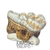 S234 - Gem Grade Huge Ice Age Cave Bear (Ursus spelaeus) Upper Molar Tooth (M2) - Pleistocene