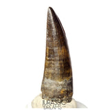 S388 - Finest Quality Suchomimus tenerensis Spinosaurid Dinosaur Tooth WITH VISIBLE CARINA
