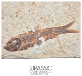 S247- Aesthetic "Knightia eocaena" Fossil Fish Mass Mortality Plate with 4 specimens - Eocene Age from USA